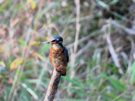 草地の枯れ枝にとまるカワセミの幼鳥 草地の枯れ枝にとまるカワセミの幼鳥の写真