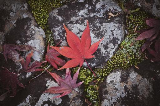 紅葉と石と苔 落ち葉,紅葉,石の写真素材