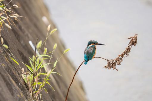 枝に留まって餌を狙うカワセミ 枝に留まって餌を狙うカワセミの写真