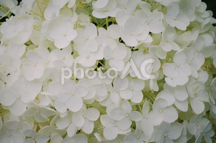 白い花がたくさん咲いている 白い花,花,フラワーの写真素材