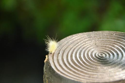 毛虫 毛虫の写真