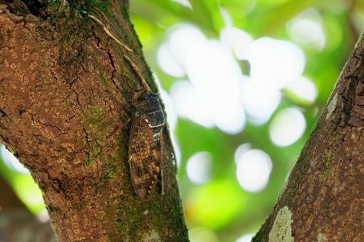 アブラゼミ アブラゼミ アブラゼミ,昆虫,自然の写真素材