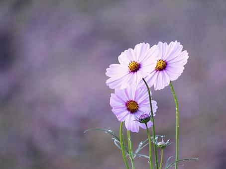 美しい背景とピンクのコスモス 美しい背景とピンクのコスモスの写真