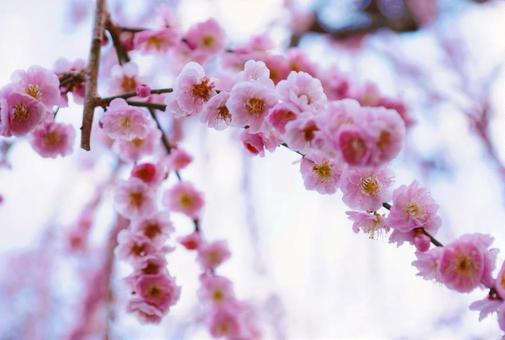 桜 桜の写真