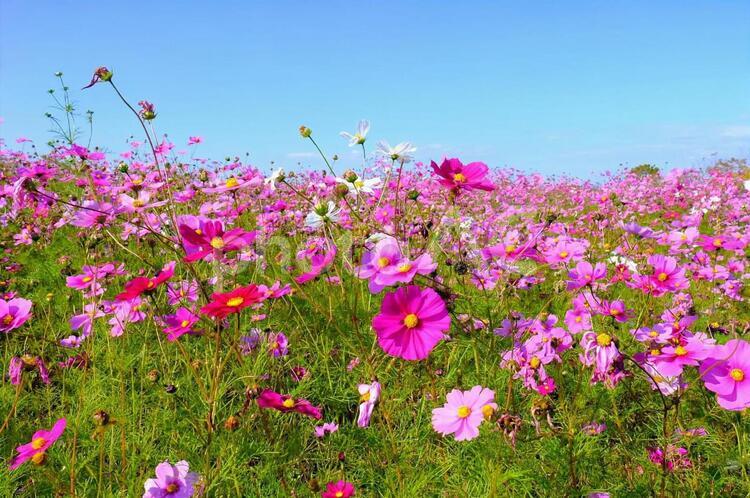 ひまわりの丘　コスモス コスモス,秋桜,花の写真素材
