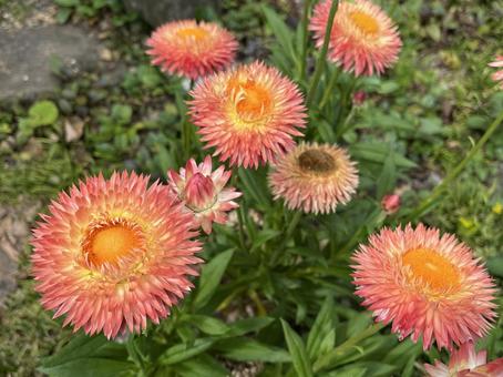 庭の花 庭の花 ガーデニング,庭,花の写真素材