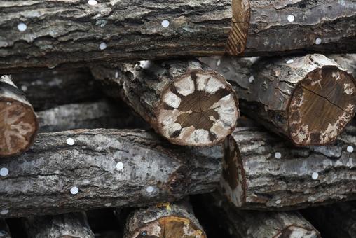 原木椎茸がたくさん並んでいる 椎茸,きのこ,原木の写真素材