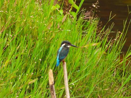 Photo, kingfishers, bird, birds, 