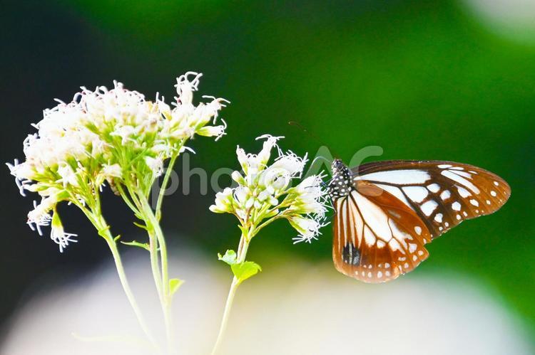 旅する蝶 アサギマダラ アサギマダラ,飛来,蝶の写真素材