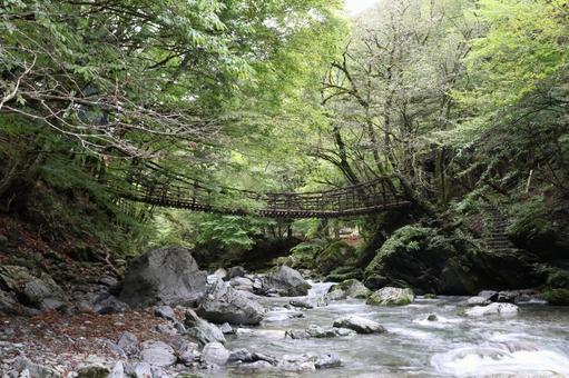 奥祖谷の二重かずら橋 二重かずら橋,かずら橋,徳島の写真素材