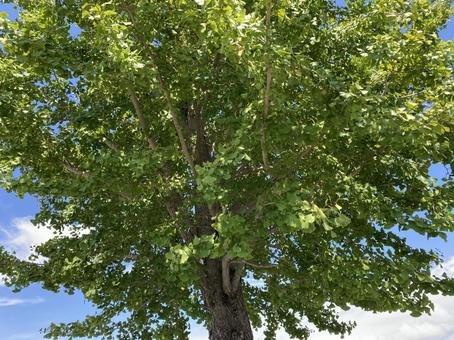 9月のイチョウ 9月のイチョウ 晴れ,銀杏,みどりの写真素材