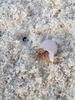 ヤドカリの写真