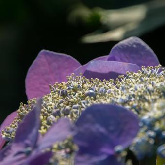 権現堂の紫陽花 権現堂の紫陽花 あじさい,梅雨,アップの写真素材