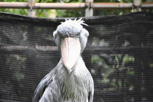 ハシビロコウ ハシビロコウの写真