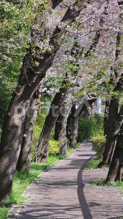 桜と緑 道,道路,風景の写真素材