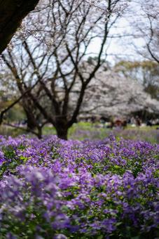 紫の花咲く春の公園 春,春爛漫,公園の写真素材