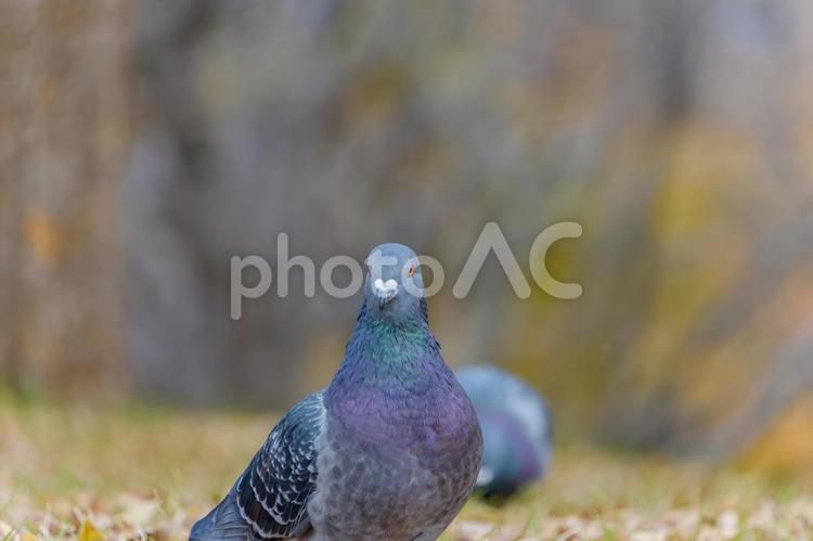 落ち葉の中にたたずむハト ハト,鳥,野鳥の写真素材