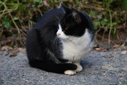 浄瑠璃寺のニャンズ　秋編 猫,動物,屋外の写真素材