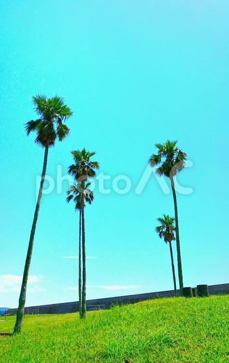 青空とヤシの木 自然,木,夏の写真素材