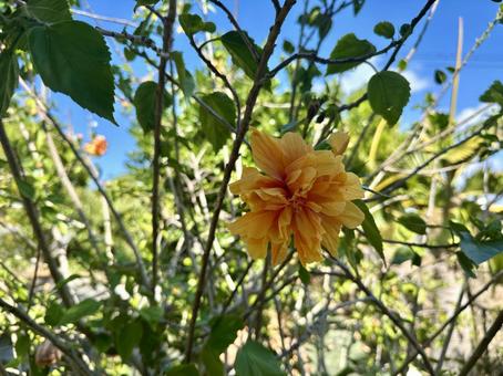 南国の花、ハイビスカス、青空 自然,風景,花の写真素材