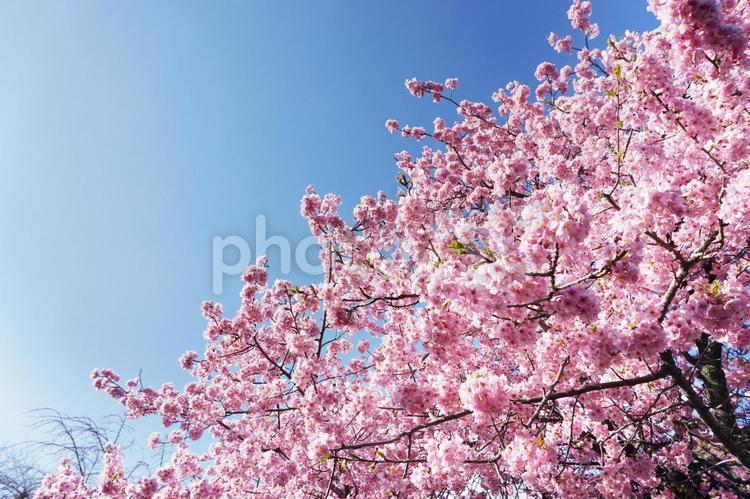 春のお花見　桜　ピンク 春,ピンク,桜の写真素材