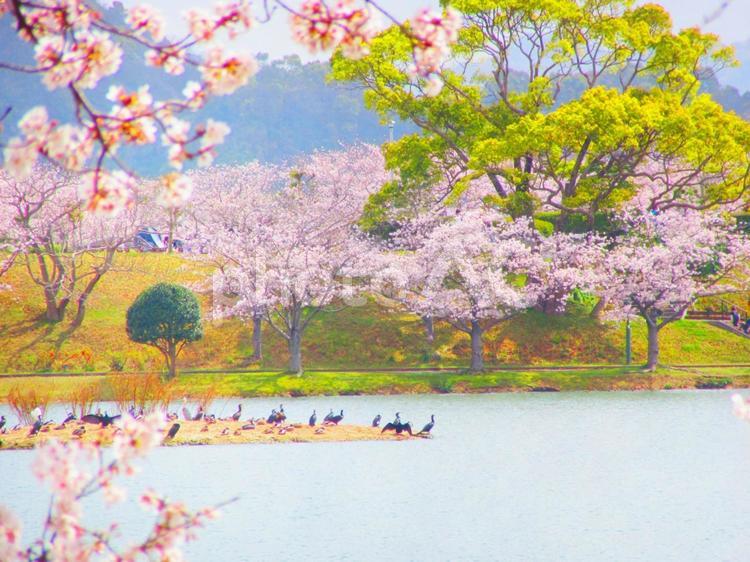 駕与丁公園の池 福岡県駕与丁公園,サクラ,春の写真素材