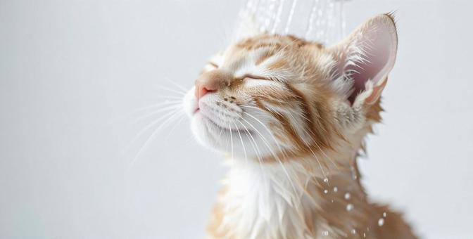 シャワーを浴びるん子猫 シャワーを浴びるん子猫の写真