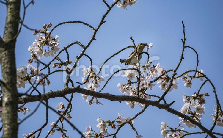 桜花をくわえるスズメくん 花,スズメ,野鳥の写真素材