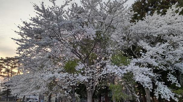 夕暮れと桜2 夕暮れと桜2の写真