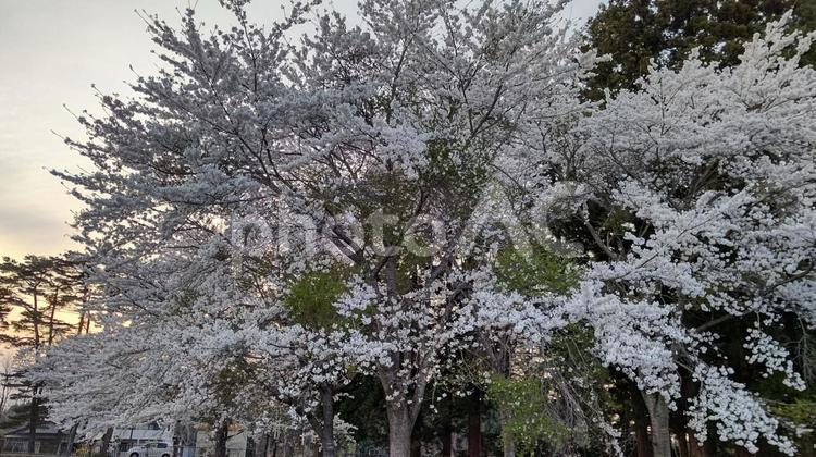 夕暮れと桜２ さくら,夕暮れ,花の写真素材