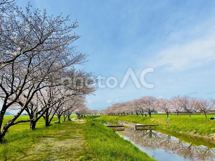 桜並木 春,さくら,sakuraの写真素材