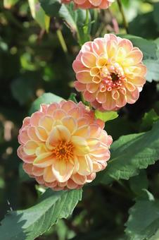 ダリヤの花 ダリヤの花の写真