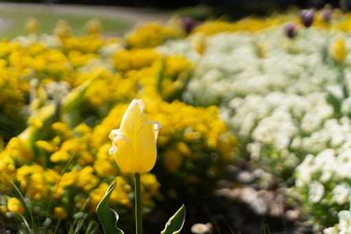 黄色チューリップ咲く春の花畑② 黄色チューリップ咲く春の花畑② チューリップ,花,黄色の写真素材