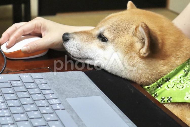 マウスを見る犬 柴犬,犬,パソコンの写真素材