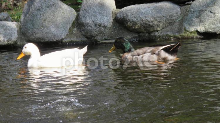 マガモとアヒル マガモ,野鳥,野生生物の写真素材