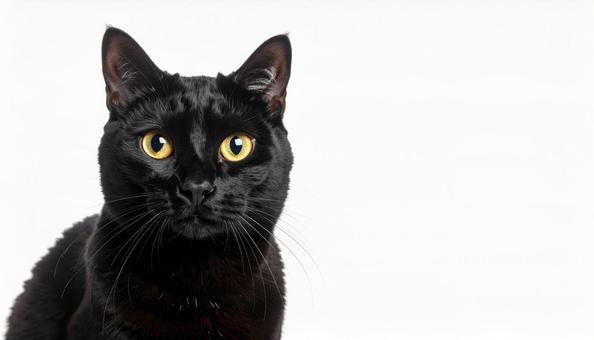 黒猫 黒猫の写真