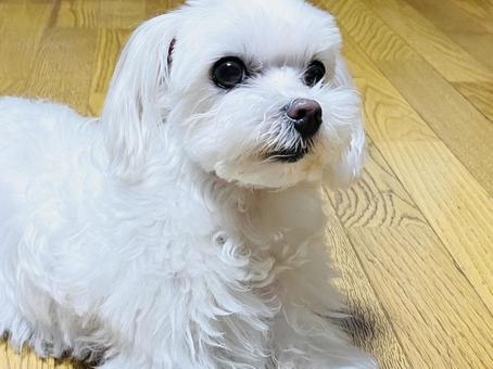 マルチーズ マルチーズの写真