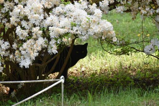 野良猫 野良猫 猫,野良猫,屋外の写真素材