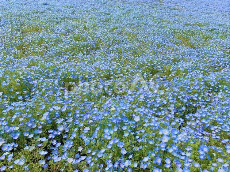 ひたち海浜公園のネモフィラ ひたち海浜公園,青い,青い花の写真素材
