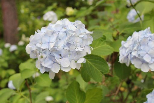 Hydrangea 103, JPG Hydrangea 103, JPG
