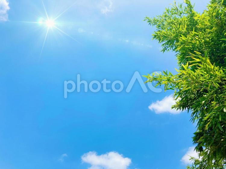 鮮やかな青空と新緑の背景素材_c_06 夏,コピースペース,空の写真素材