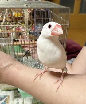可愛い白い文鳥 可愛い白い文鳥の写真