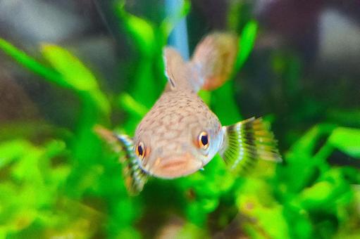 チャンナプルクラ 雷魚 熱帯魚 チャンナプルクラ 雷魚 熱帯魚 熱帯魚,アクアリウム,ライギョの写真素材