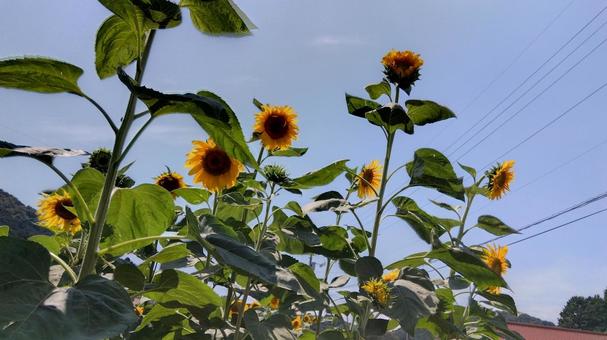 ひまわり ひまわり 向日葵,ひまわり,太陽の写真素材