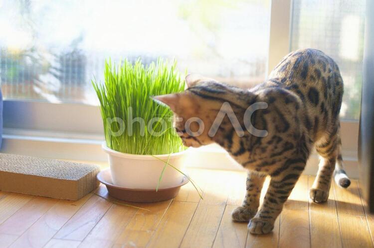 猫草と猫と爪研ぎ 猫,ベンガル,ベンガル猫の写真素材