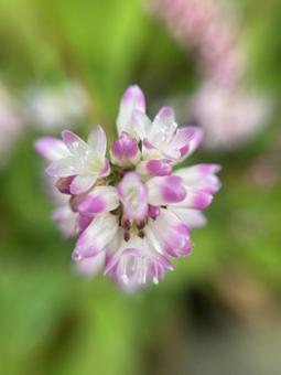 ピンクの野草 野草,ピンク,自然の写真素材