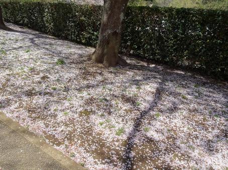 Photo, ground, cherry blossoms, petal, 