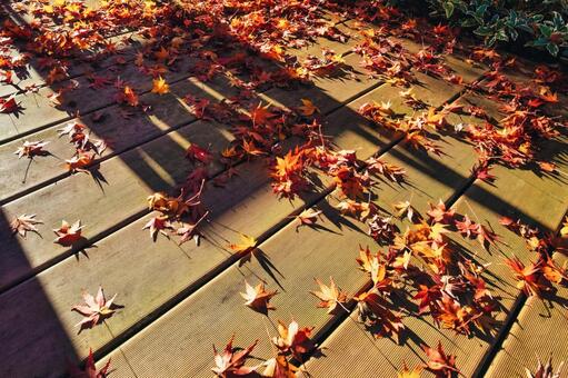 木漏れ日のウッドデッキに散る紅葉 もみじ,ウッドデッキ,背景の写真素材