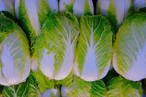 白菜 白菜 白菜,野菜,八百屋の写真素材