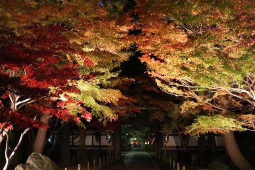 夜に映える紅葉ライトアップ 夜に映える紅葉ライトアップの写真